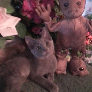 Fundraising Page: Animal Lovers - Cici's Team!